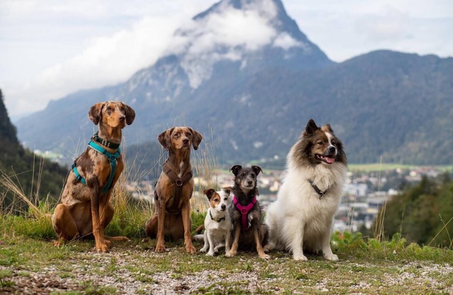 Ferienhaus Kaiserblick 125 qm für Max. 6 Personen und 3 Hunde