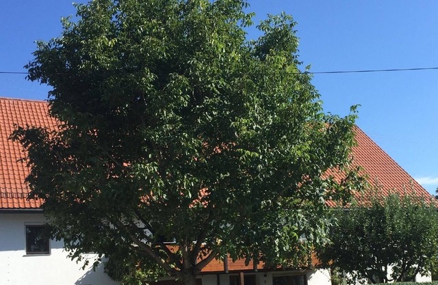 Ferienwohnung/app. für 5 Gäste mit 100m² in Tannheim