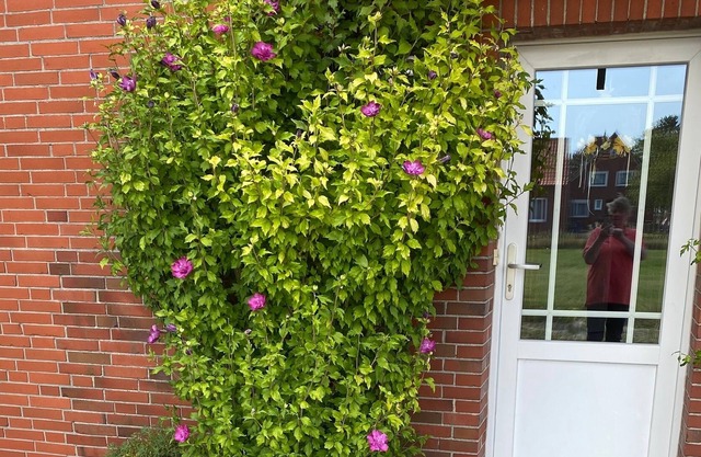Ferienwohnung/app. für 4 Gäste mit 60m² in Neuharlingersiel