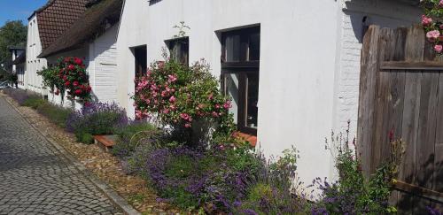 Fischerstern
