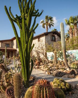 Garden Cactus