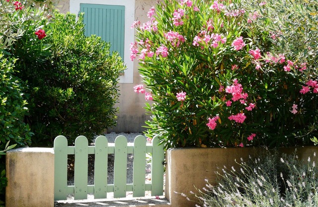 Gardens Fontanille Mazet 33 olive trees live in the heart of Provence