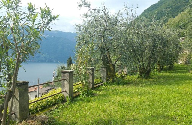 Gli Ulivi di Nesso