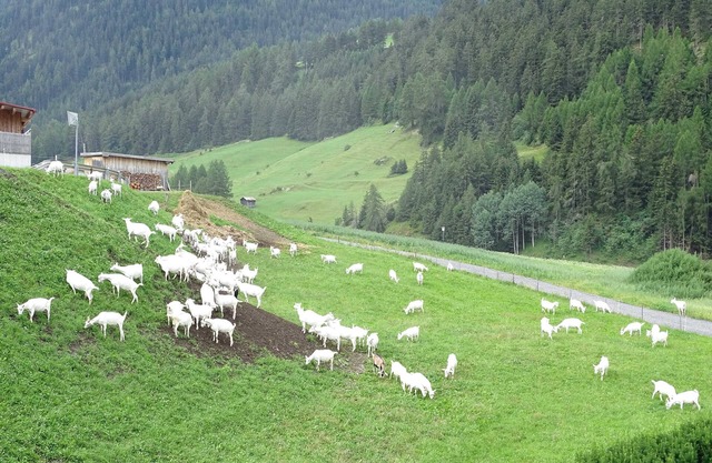 Goat view - Alpine peace