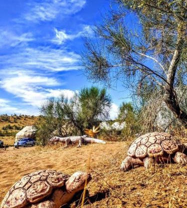 GOLDEN Safari YURT CAMP