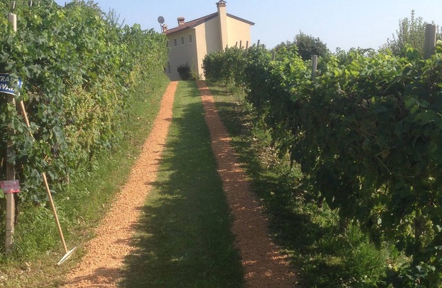 Guest house with 2 apartments on the estate with Prosecco vineyard
