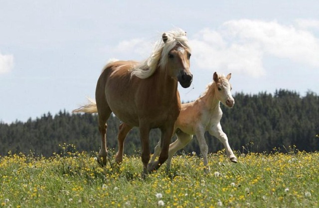 Haflinger Reiterhof Meura