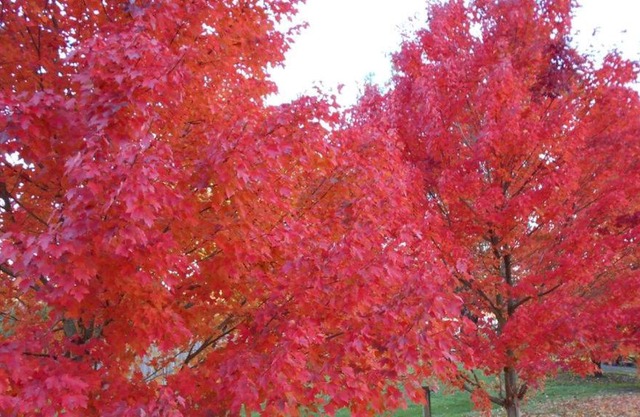 HEALESVILLE GETAWAY