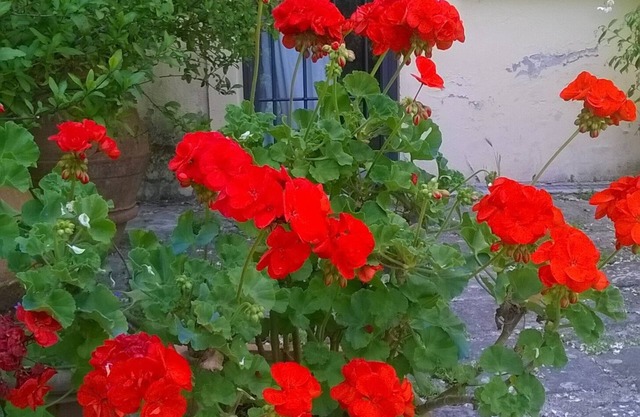 Hilltop paradise cottage, a stone's throw from Florence
