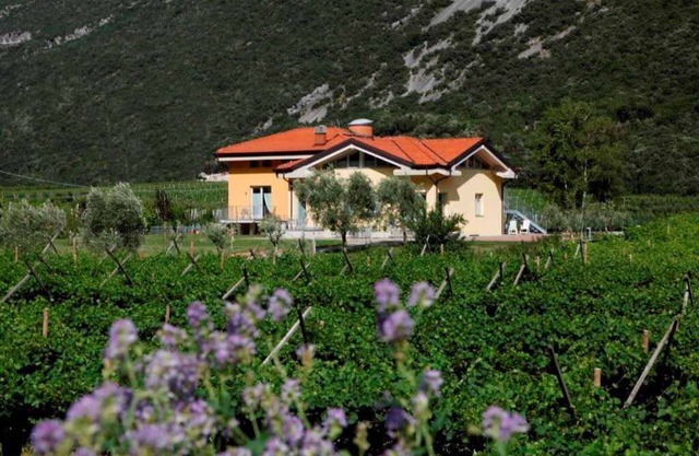 Holiday apartment in a sunny and quiet location surrounded by vineyards