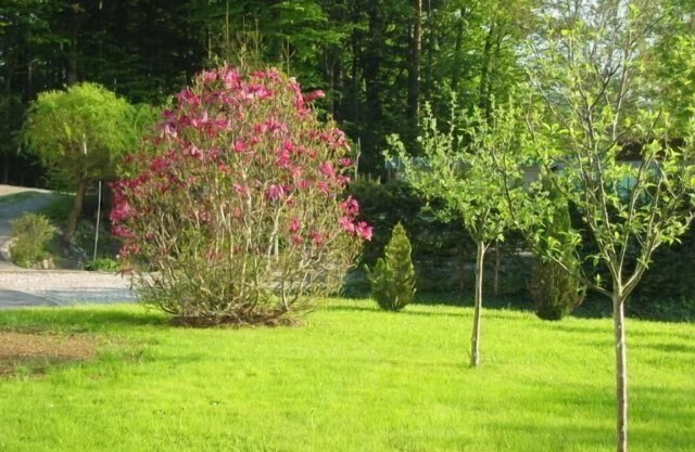 Holiday apartment Neuschönau for 1 - 5 persons with 2 bedrooms - Holiday apartment in one or multi-f