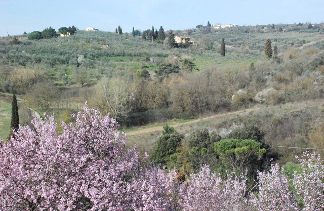 Holiday house "Gli Oleandri di Belfiore". In the hills but one step away from Florence
