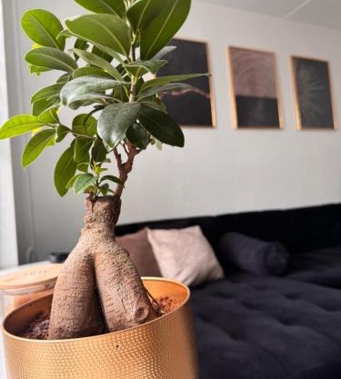 Home with free parking near Amsterdam 45 min away!