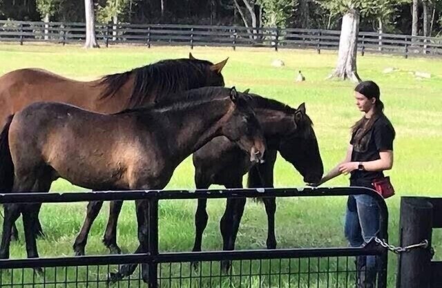 Horses & Views; Gorgeous Stone Home: 25 acre Ranch, Covered Porch, ages 2+ Ride!
