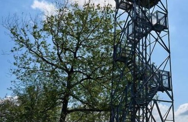 Hotel am Maibaum