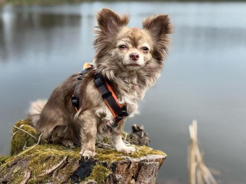 Hundeurlaub im Tiny House im Wald