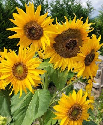 I girasoli