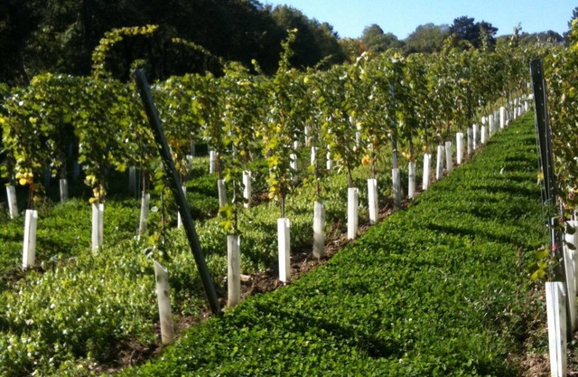 Idyllic garden apartment in a townhouse in the middle of the vineyards