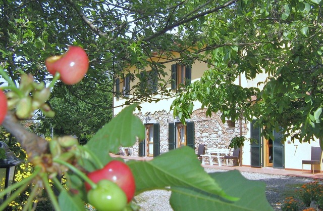 Il Gelso