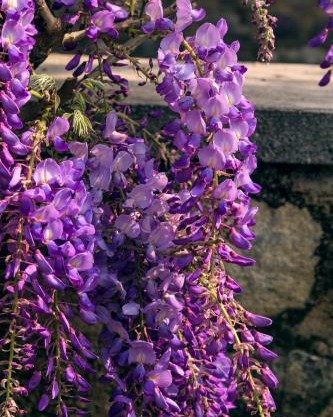 il Glicine B&B RISTORANTE