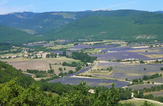In the land of lavender, at the foot of the Lure mountain