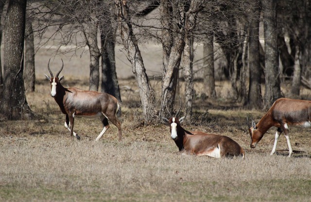 Inclusive Texas Ranch Surrounded by Exotic Wildlife