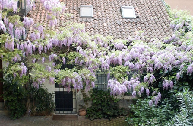 independent little flat on two floor silent courtyiard with wisteria