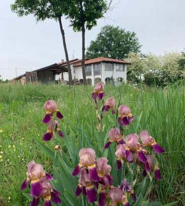 Iris