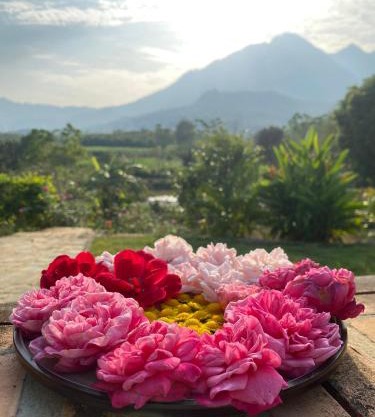 Kame Healing Garden