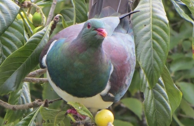 Kereru Cottage, tranquil and safe, close to Baddeleys Beach, Tawharanui