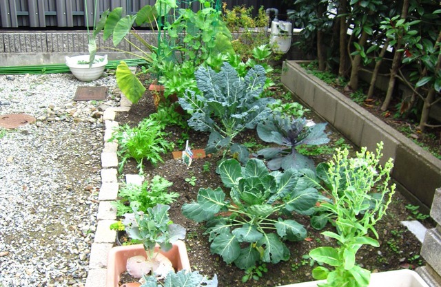 Kyonosato