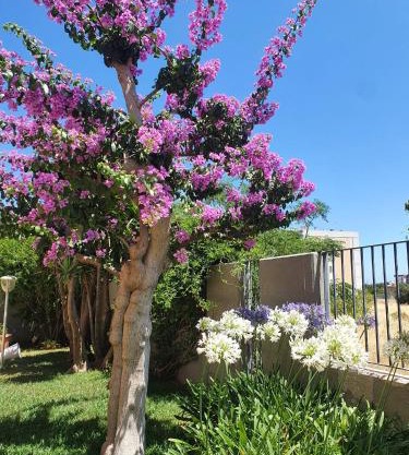 La Bouganville