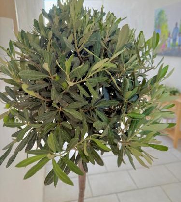 La dimora degli ulivi
