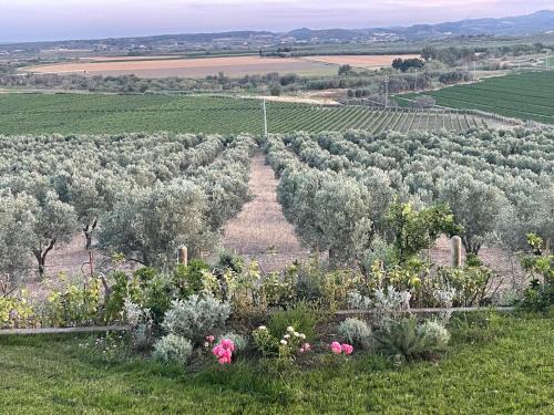 La Pizzuta del Principe