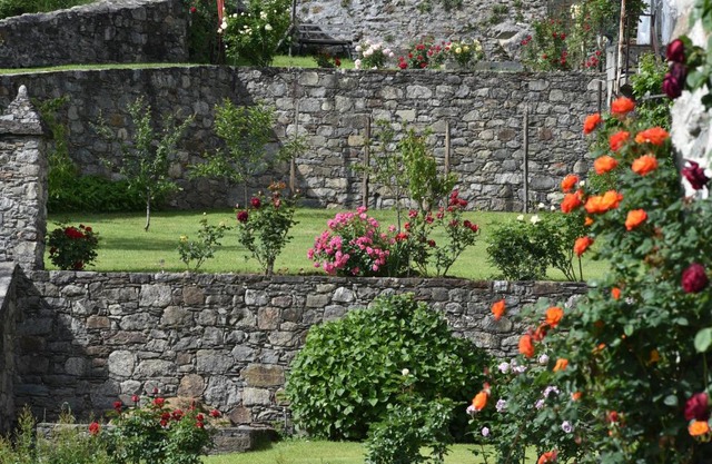 La Rosa al Roseto del Drago
