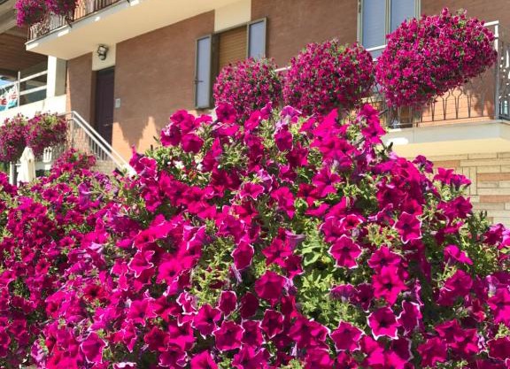 La Signora Dei Fiori