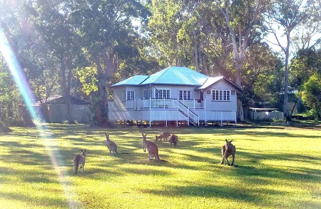 Lake Weyba Noosa Lodge & friendly kangaroos