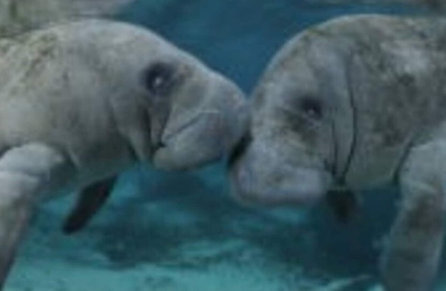 Lakeshore lodge slp12 golf, major springs, ocean, manatees nearby