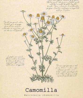 Le Floreali - Casa Camomilla