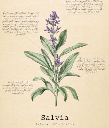 Le Floreali - Casa Salvia