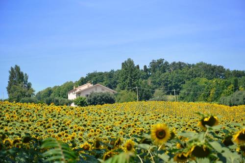 LE PIUME B&B