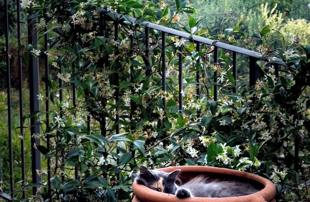 Lemon Tree Boutique Guesthouse
