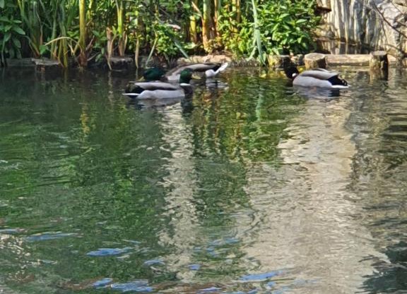 Les berges du moulin