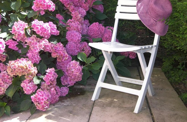LES HORTENSIAS