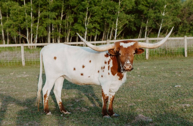 Longhorn Studio- 15 min from Glacier NP-Whitefish Mtn, and Flathead Lake!