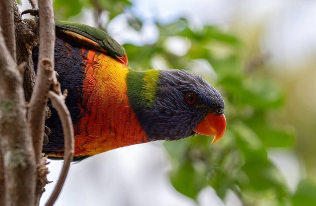 Lorikeet house