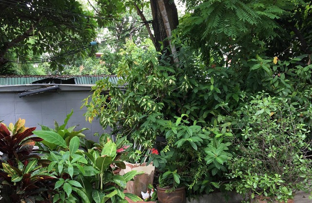 Many Trees