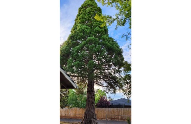 Medford Oasis 2 East Medford by Roxanne, foothills