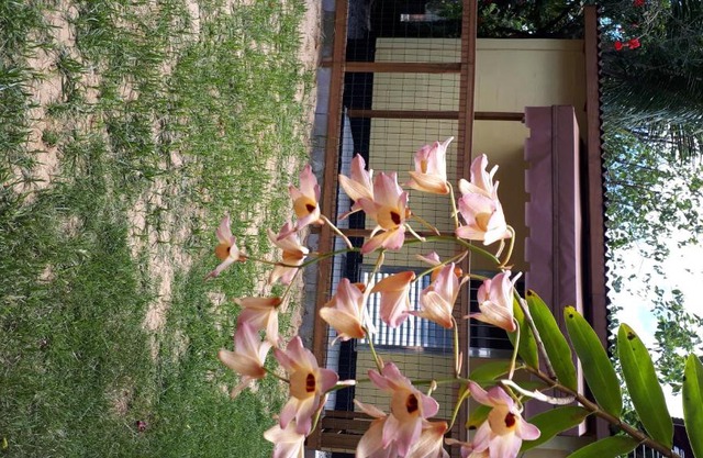 Mini casa (kit net)