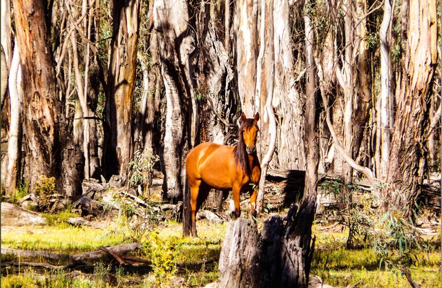 Moira Gums - Historical home next to Barmah National Park